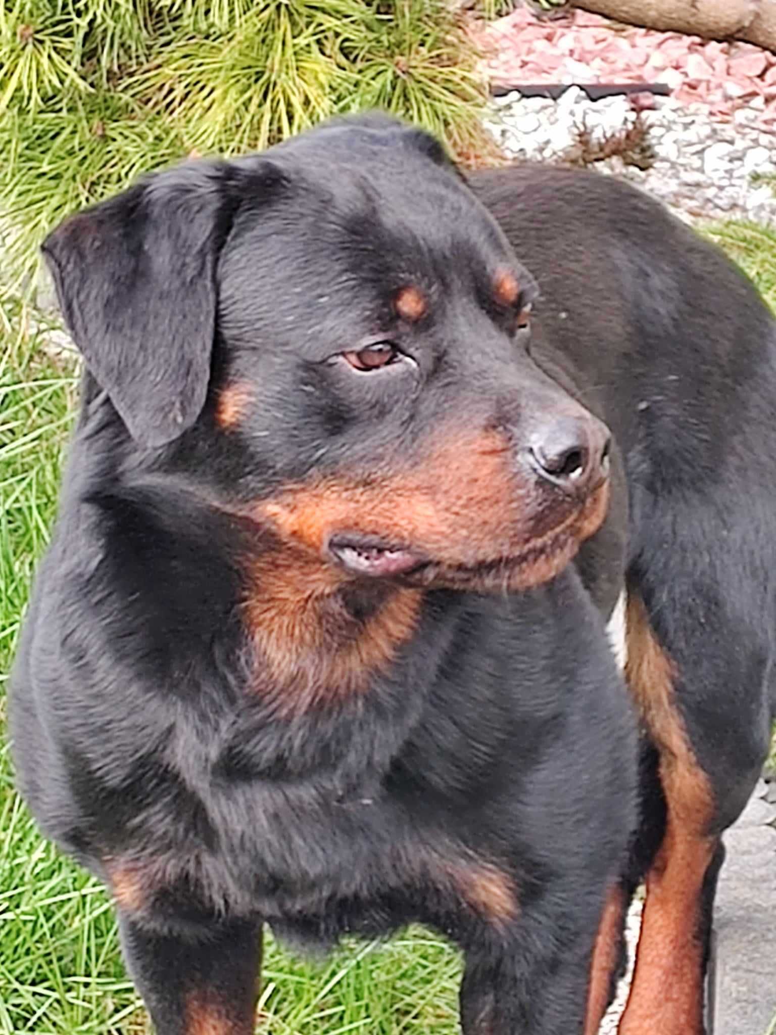 Rottweiler pies 3 letni