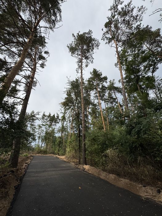 Продаж ділянок у сосновому лісі від 10-12-25 соток КМ Нова Ходосівка