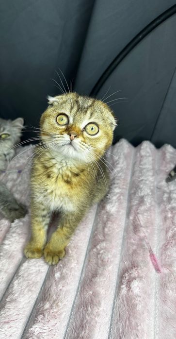 Kocurek szkocki płowy