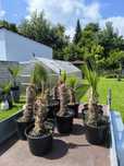 palma trachycarpus uszkodzone przy transporcie