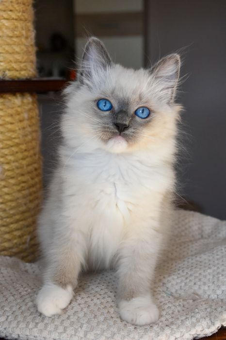 Kocurek ragdoll blue mitted