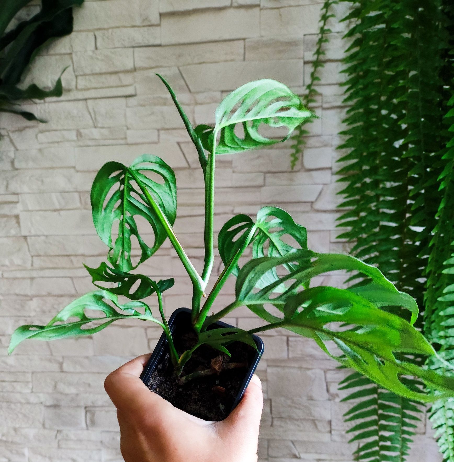 Monstera acuminata