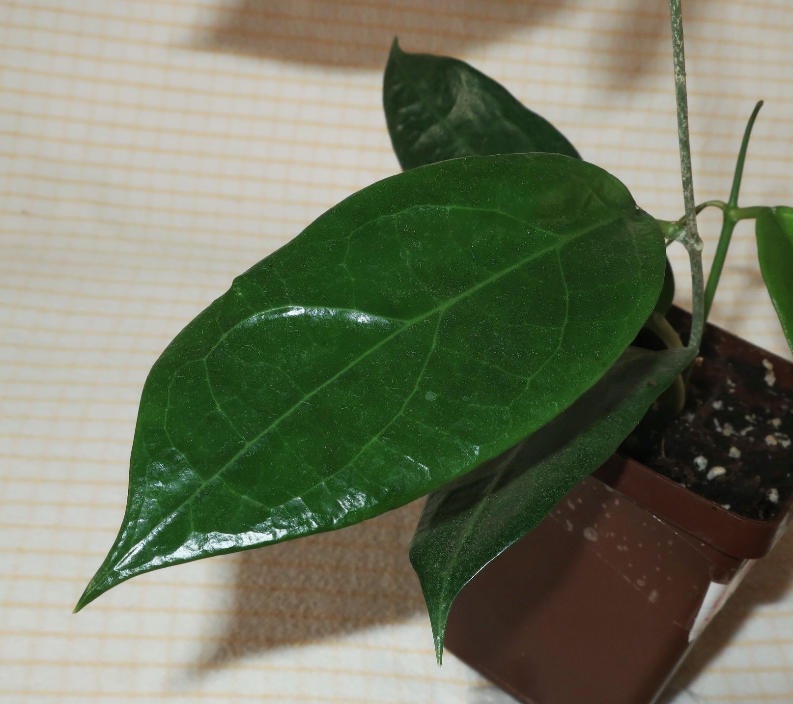 Хойя   sp UT-039 Flores Island hoya