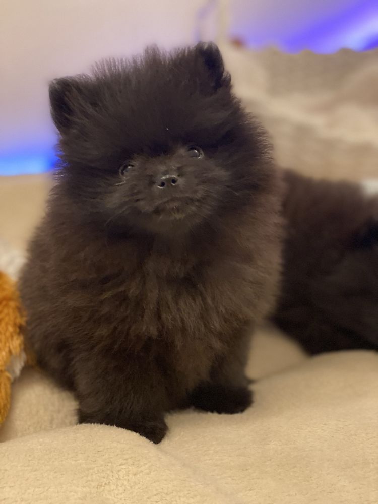 Pomeranian / szpic miniaturowy