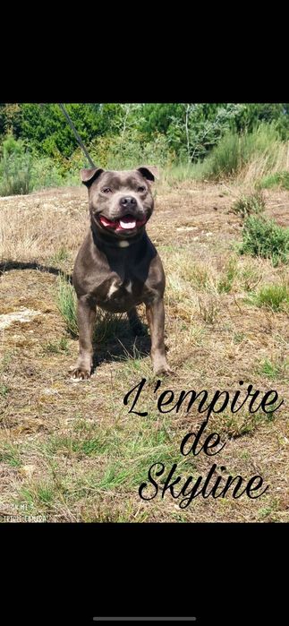 Staffordshire bull terrier staffie com LOP