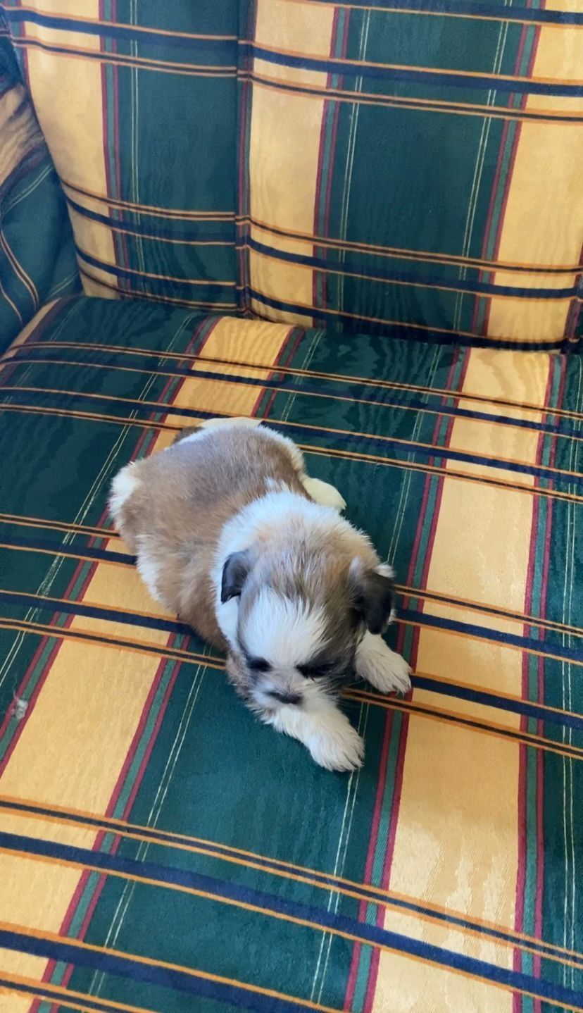 Shih TZU ( fêmea)