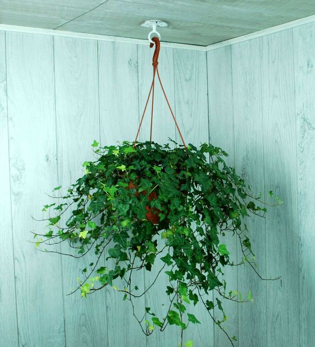 Wieszak Hak Uchwyt sufitowy kuty na doniczkę (W54)