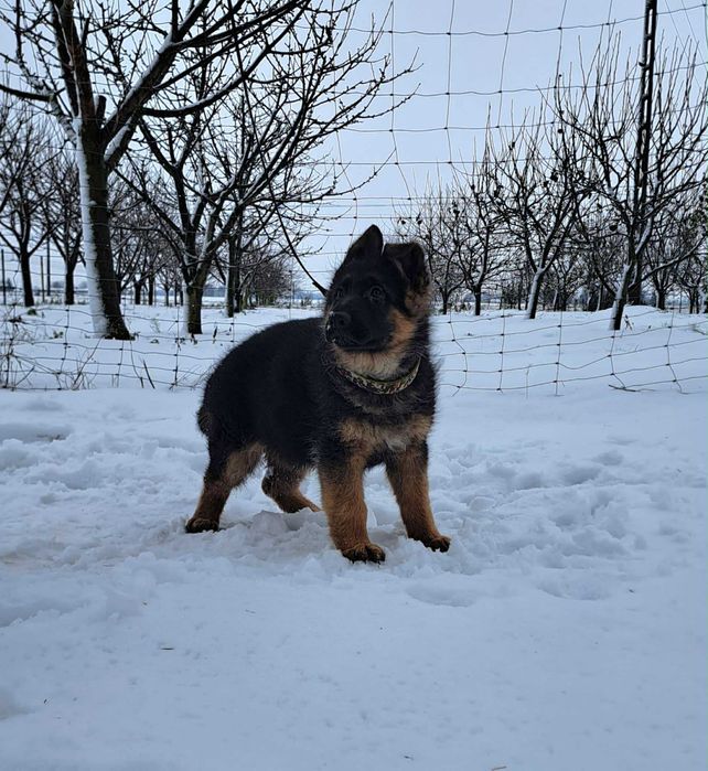 Owczarek Niemiecki długowłosy FCI