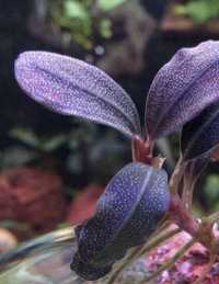 Bucephalandra Brownie Brown - akwarium roślina rarytas