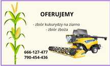 Zbiór kukurydzy na ziarno