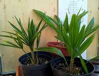 Komplet roślin bananowce musella + ensete  Maurelli + trachycarpus f.