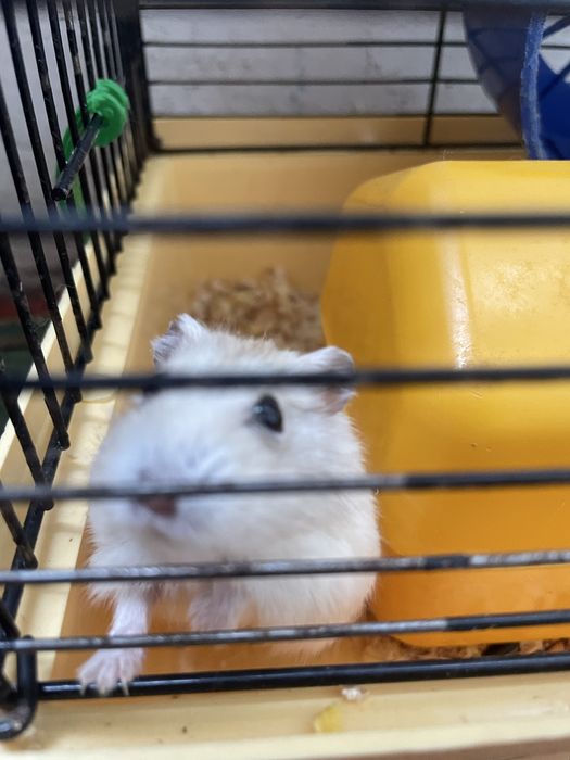 Хомяки Джунгарик 2 тваринки