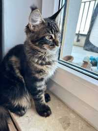 Kotka Maine coon