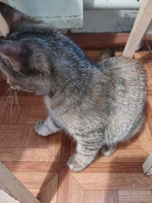 Кішечка з цікавим забарвленням.(2 мес.)