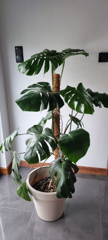 Monstera duży kwiat