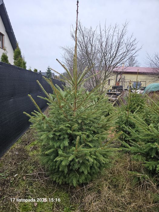 Choinki - Świerki Pospolite