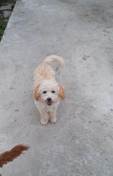 Той пудель дівчинка