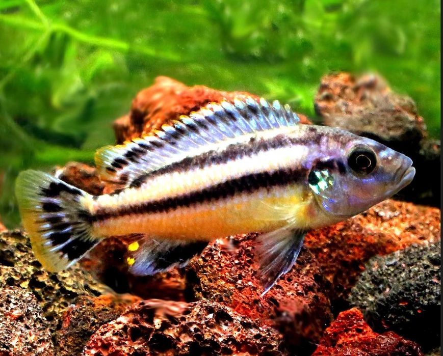 Melanochromis chipokae - PYSZCZAK - dowozimy, wysyłamy