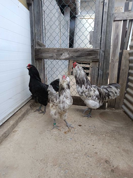 Casais de Ameraucanas