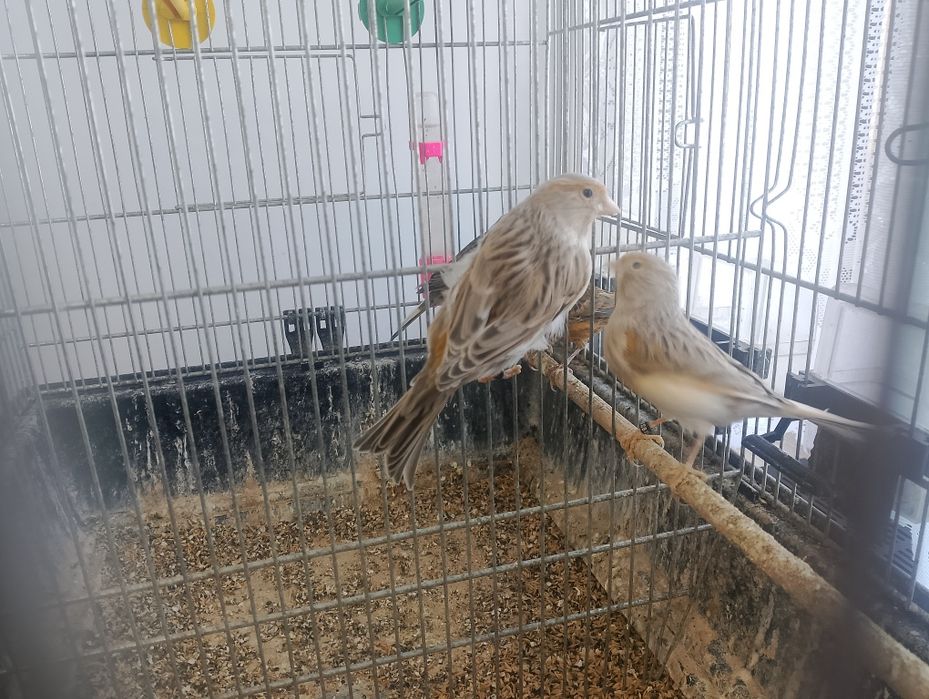 Kanarki samice 2025 r. - agaty