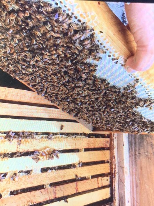 Продам бджоло сім'ї!