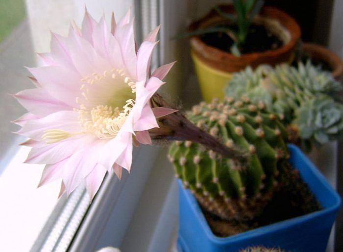 Кактус Ехінопсіс білоквітковий (Echinopsis leucantha) та рожевоквітков