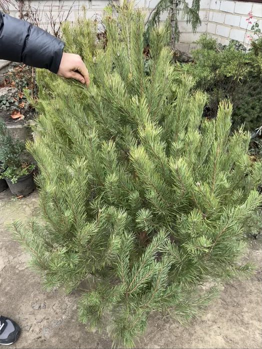 Новогодняя сосна ёлки ялинка