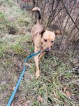 Roczny pies Arczi do adopcji