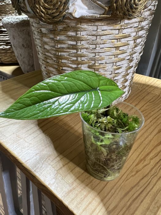 Алоказія Скальпрум, Фрайдек, Поллі