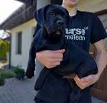 Cane Corso z rodowodem