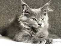 Maine Coon cudny kocurek AMIGO