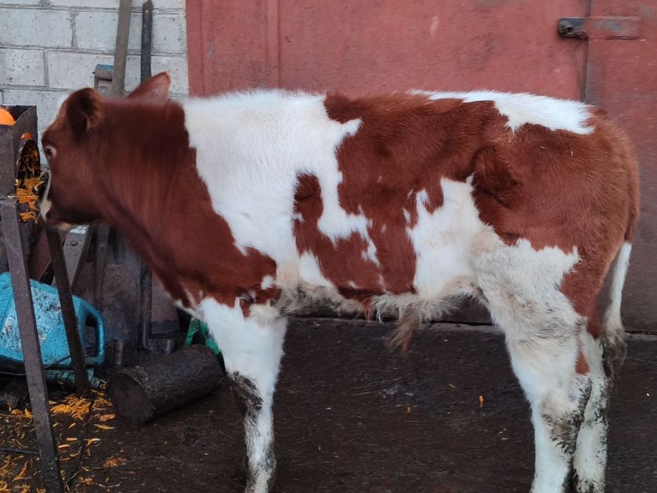 Продам бичка цементал