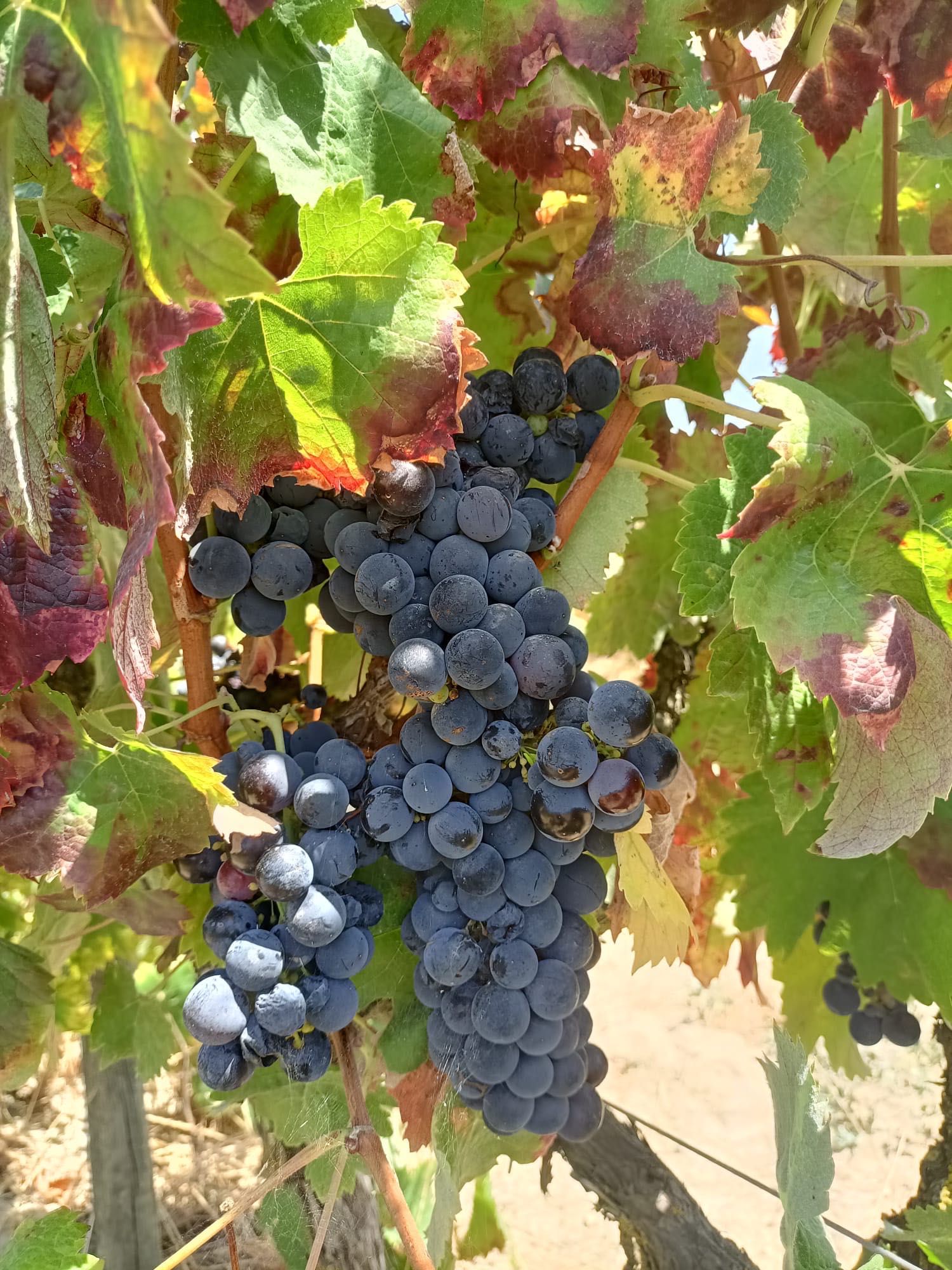 Venda de uva excelente grau