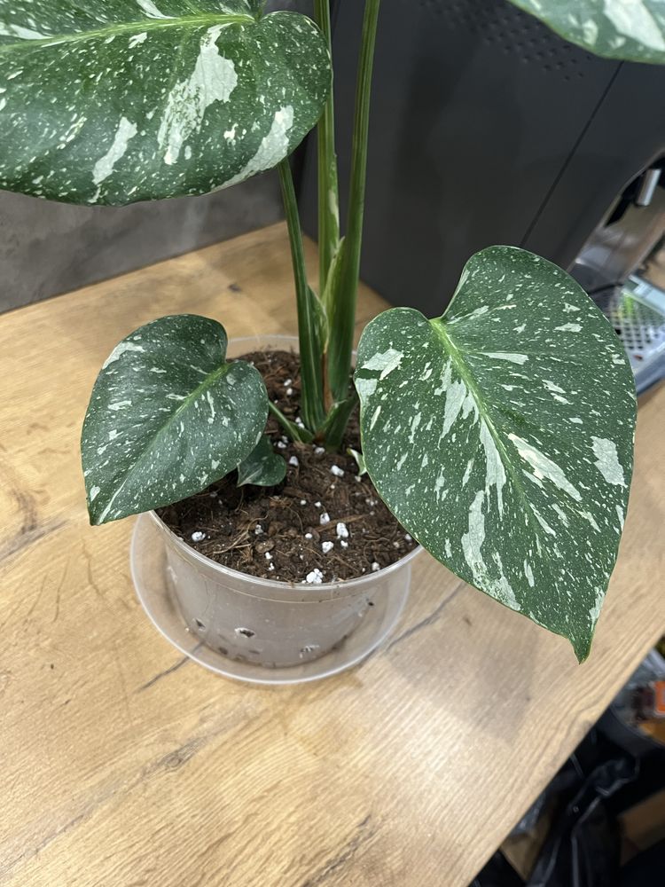 Monstera Thai constellation. VARIEGATA. Duża!