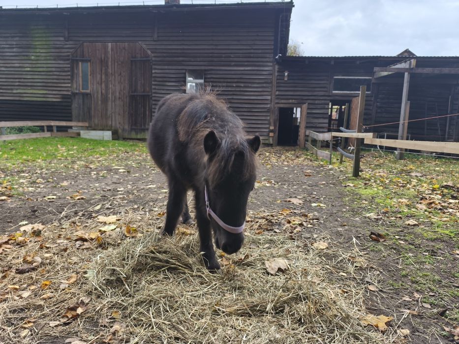 Zamienię źrebaka ogierka