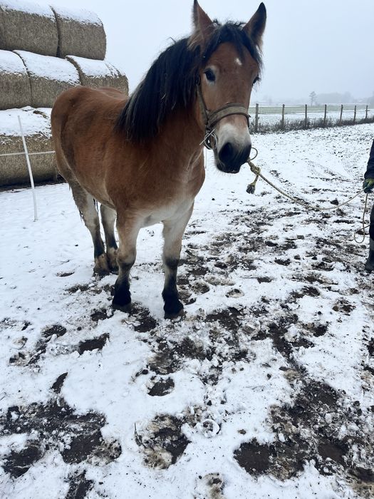 Źrebica 14-miesieczna