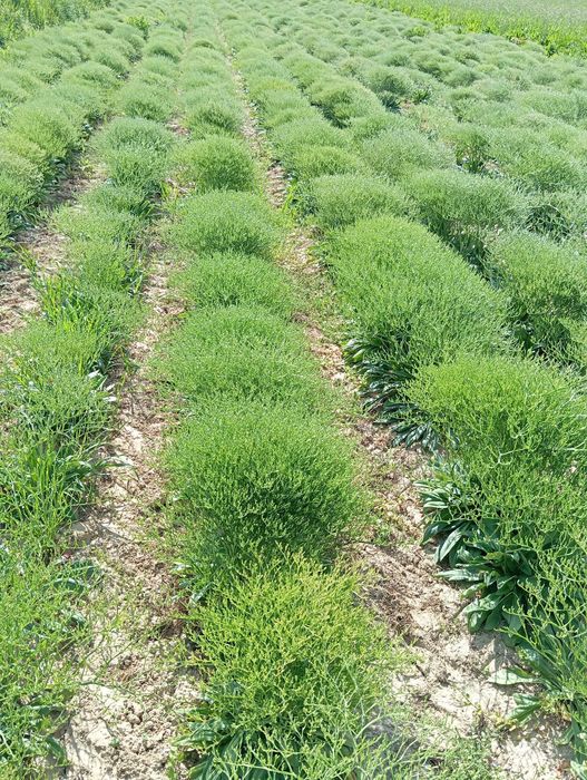 Zatrwian kwiat statica