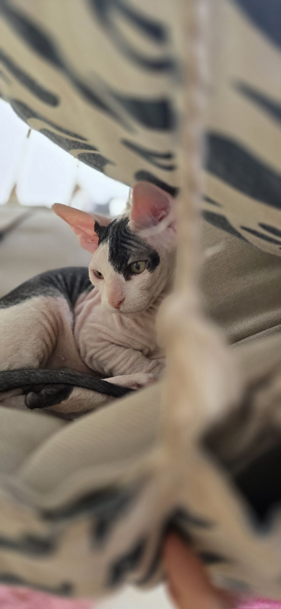 WCF Don Sphynx  kotek