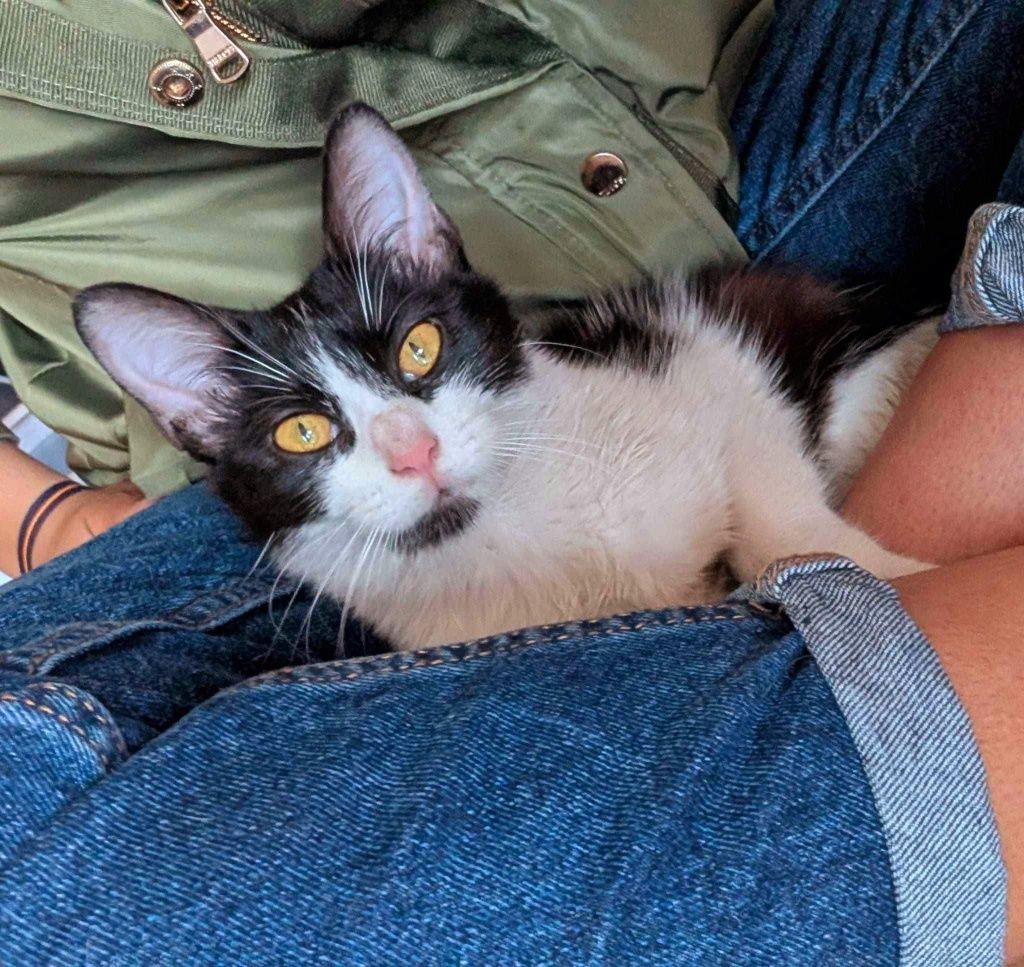 Rnhau a Moshi Quer Uma Família!