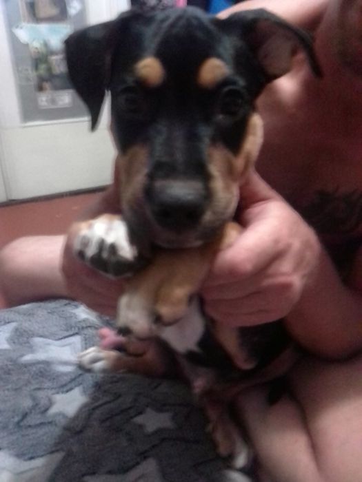 Продам щенка Ам Стафа 5 месяцев к выгулу приучин команды знает .