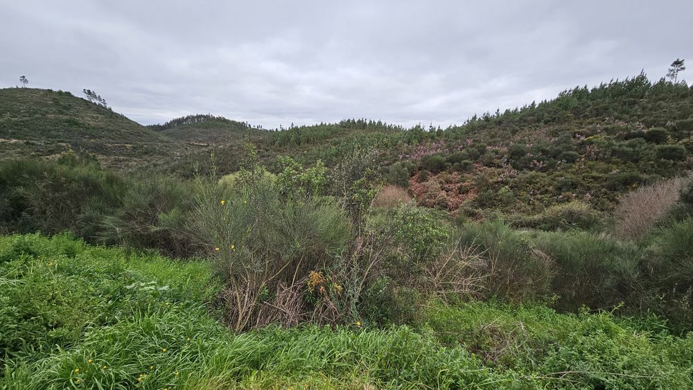 Terreno em Mação