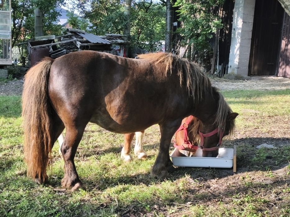 Kucyk klaczka bardzo spokojna