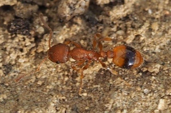 Муравьи Temnothorax unifasciatus
