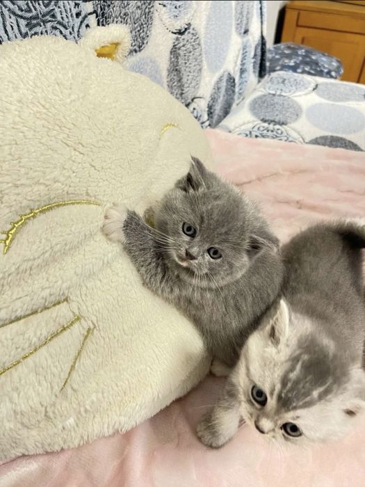 Кошенята 2 місяці