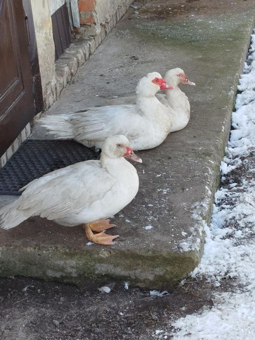 Каченята мускусна індокачка