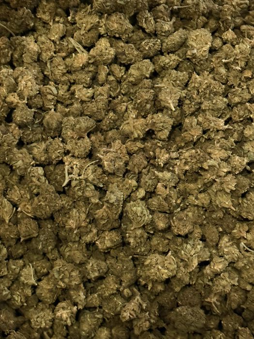 Susz CBD Marihuana CBD Susz konopny