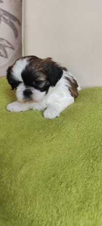 Suczka shih tzu suczka