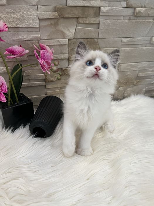 Ragdoll kotka  , rodowod FPL