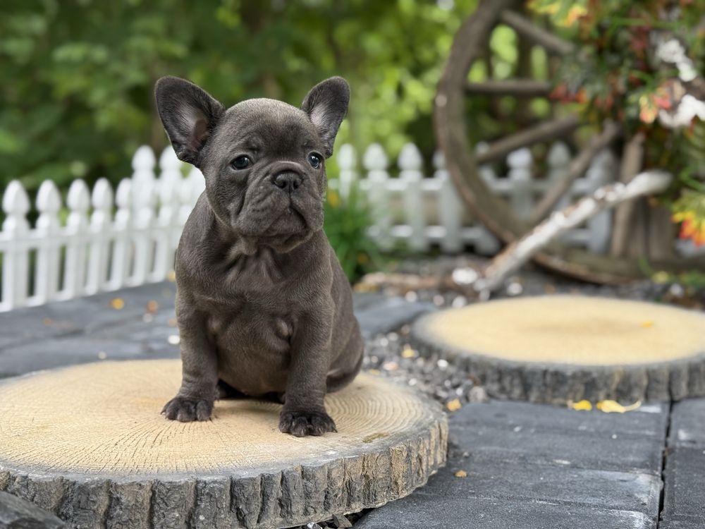 Buldog francuski suczka