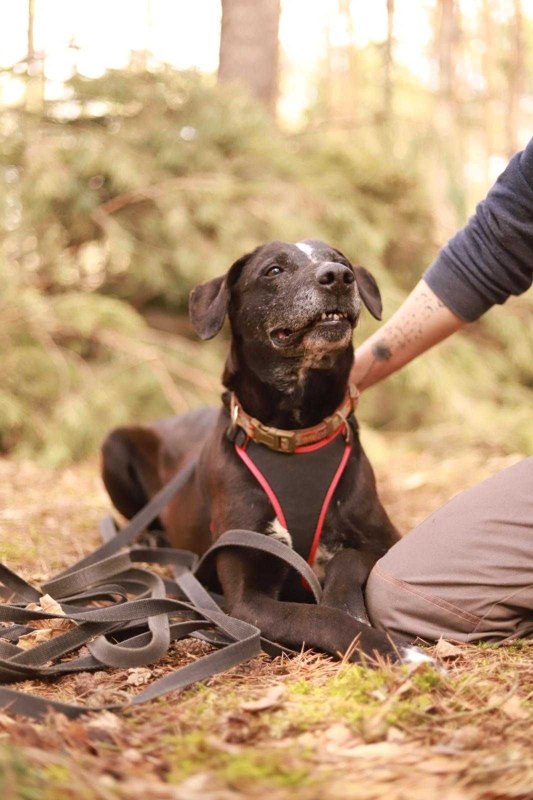 psi ideał w typie pointera poleca się do adopcji